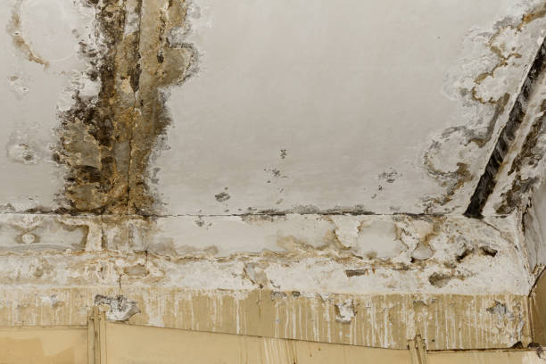 Best Basement Mold Removal  in East Freehold, NJ